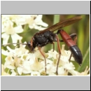 Stenichneumon culpator - Schlupfwespe w030b 16mm-fdet02b-Joel Valemberg.jpg